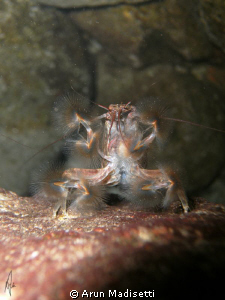 Banana shrimp feeding.
Lacking "claws" they have filter ... by Arun Madisetti 